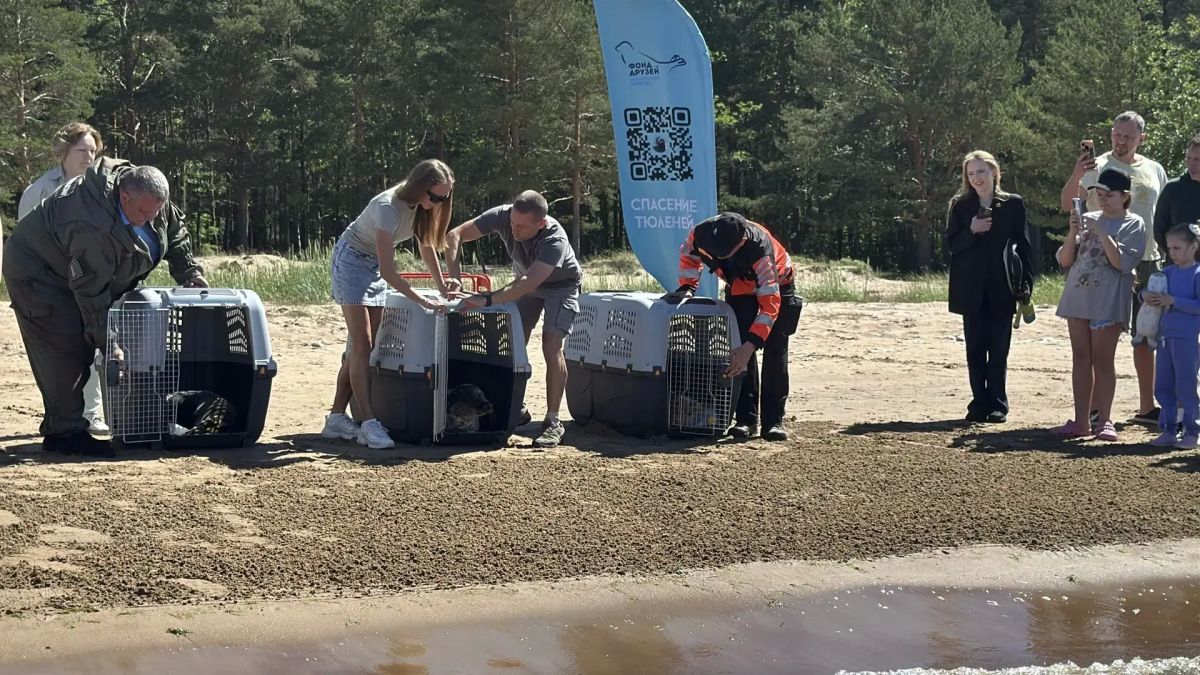 В Финский залив выпустили 250-го спасенного тюленя В Финский залив выпустили 250-го спасенного тюленя