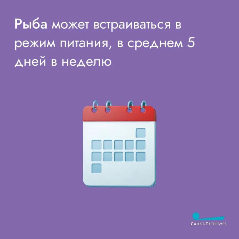 Ешь рыбу — будешь умным. Такая простая формула повышенного интеллекта преследует многих ещё с тех времён, когда не было интернета Ешь рыбу — будешь умным. Такая простая формула повышенного интеллекта преследует многих ещё с тех времён, когда не было интернета