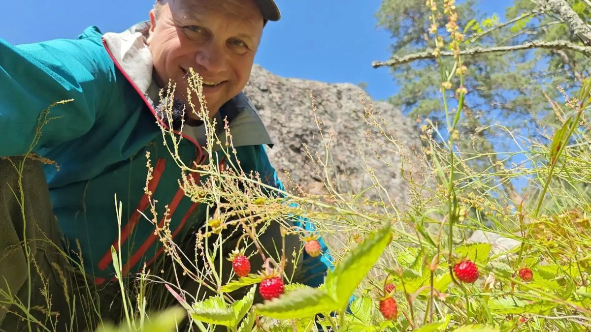 В Выборгском районе Ленобласти начался сезон лесной земляники В Выборгском районе Ленобласти начался сезон лесной земляники