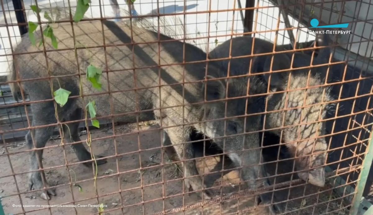 Два кабана около суток гуляли в районе «Беговой» и, в конце концов, решили обосноваться на Дибуновской улице