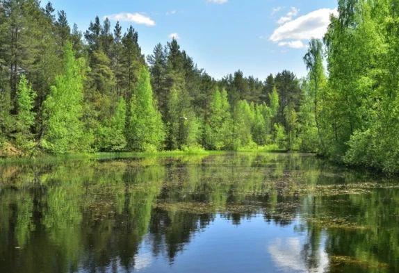 Пропавшего в Сестрорецком разливе подростка нашли живым