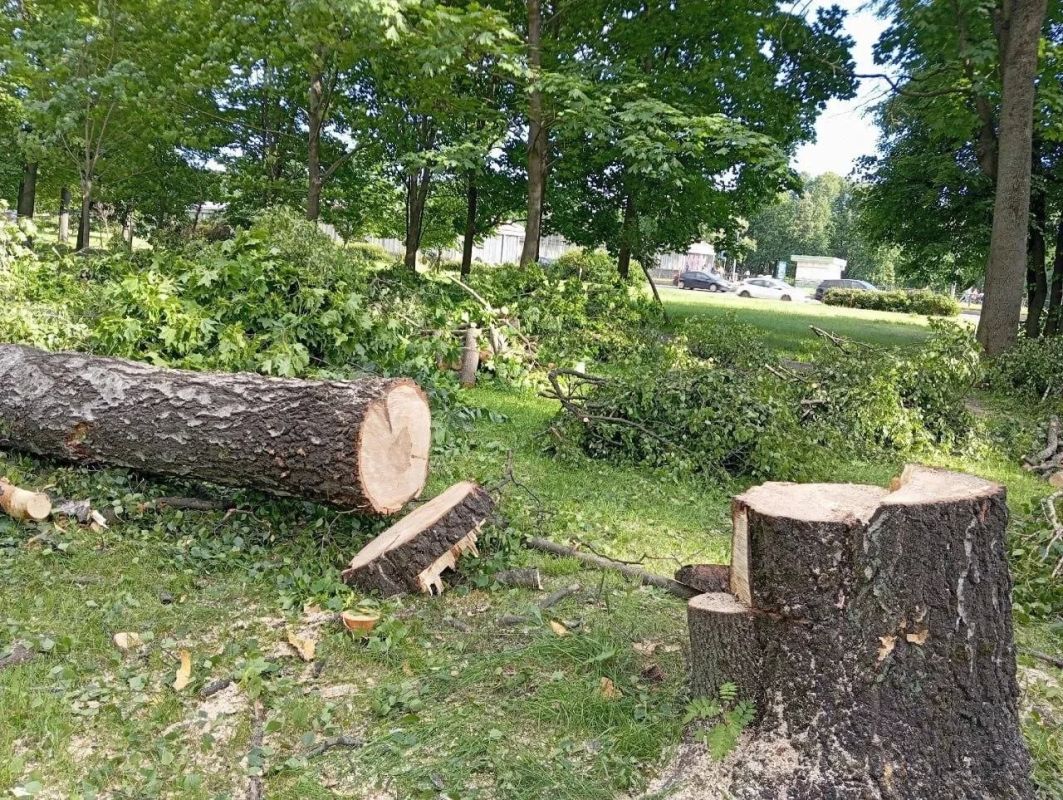 В сквере рядом с дацаном начали вырубать деревья В сквере рядом с дацаном начали вырубать деревья