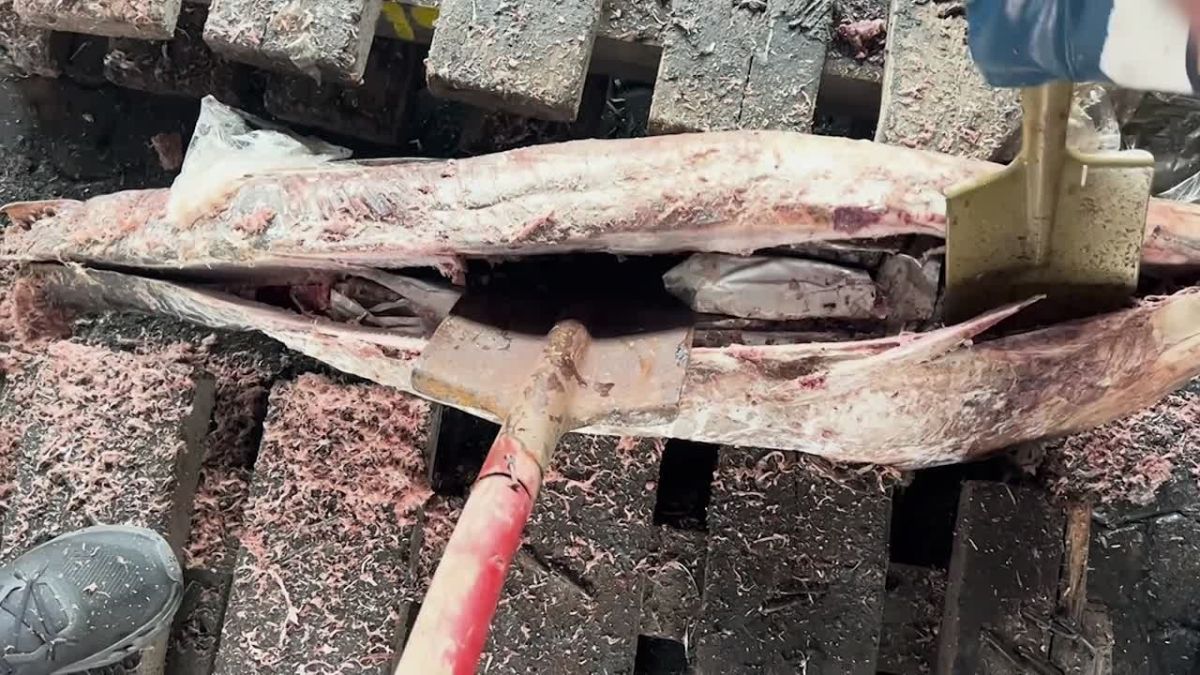 500 кг кокаина, спрятанного в мороженных тушах тунца, нашли в порту Петербурга, сообщили в ФСБ