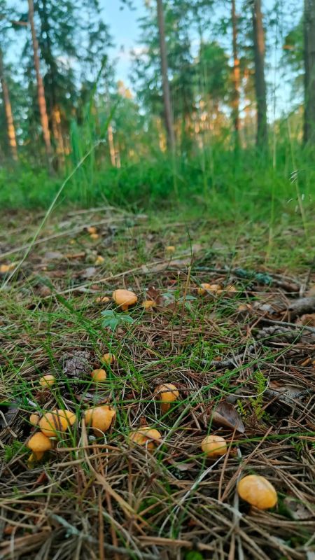 В Ленобласти пошел первый слой настоящих лисичек В Ленобласти пошел первый слой настоящих лисичек