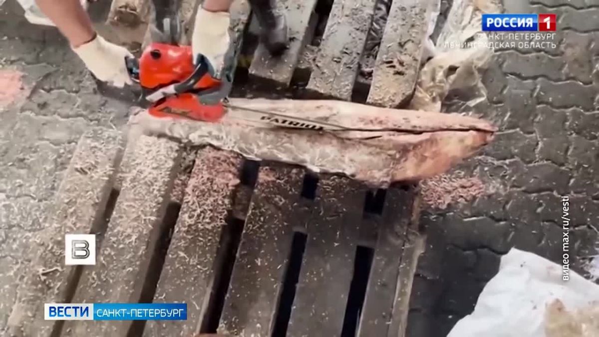 Полтонны кокаина нашли в замороженной рыбе в порту Петербурга