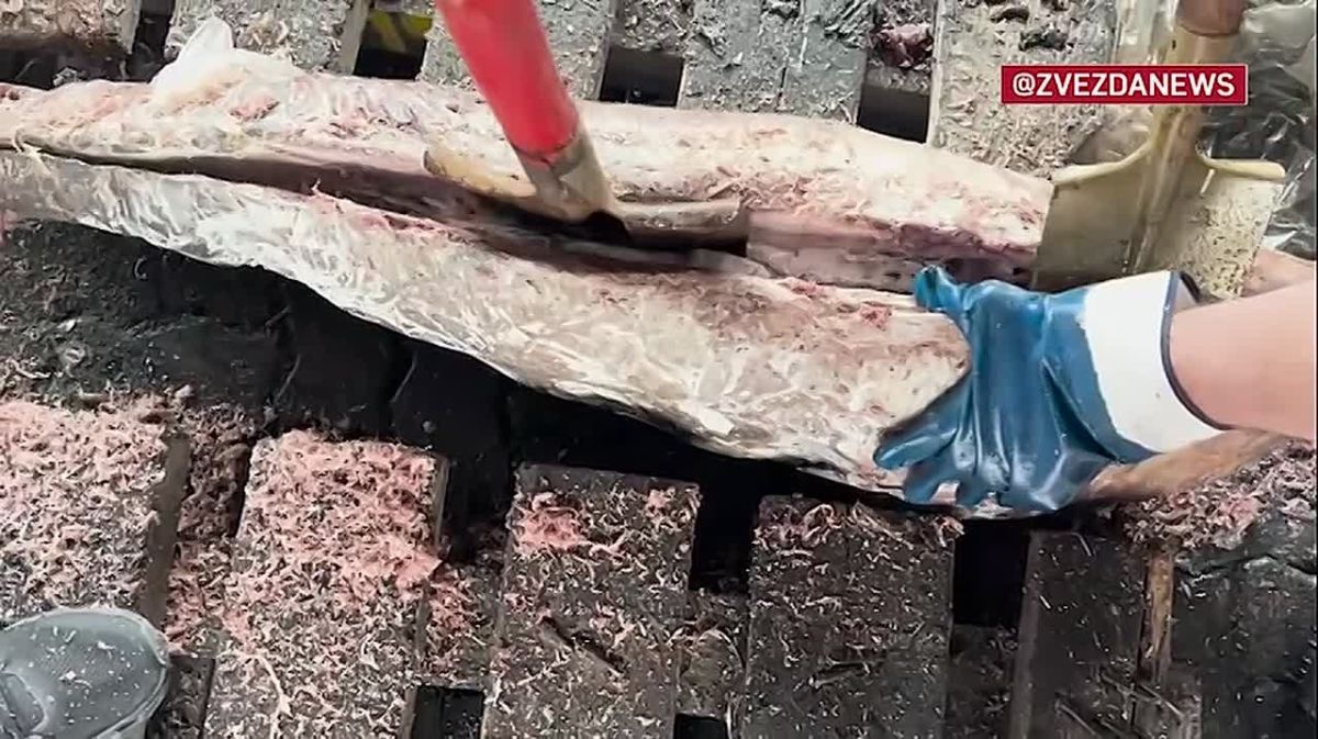 Рыба дуреет с этой прикормки: полтонны кокаина в тушках замороженного тунца привезли в Петербург из Эквадора. Россиянин переправил наркотики в контейнере через море, его задержали, сообщила ФСБ. Чтобы изъять запрещенку...
