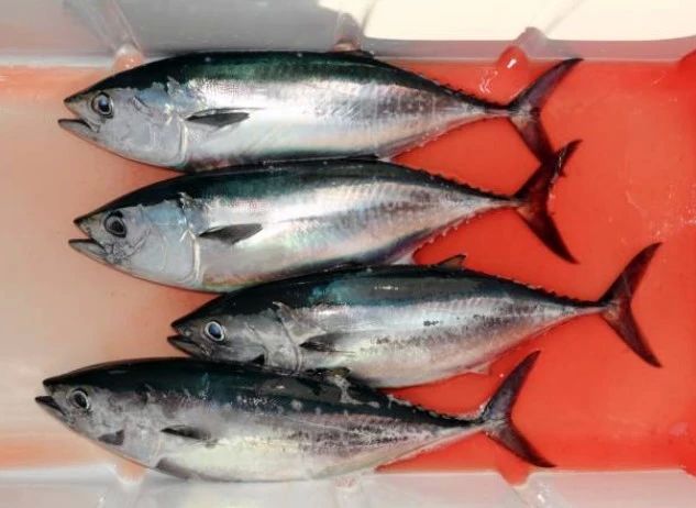 500 кг кокаина, спрятанного в мороженных тушах тунца, нашли в порту Петербурга, сообщили в ФСБ 500 кг кокаина, спрятанного в мороженных тушах тунца, нашли в порту Петербурга, сообщили в ФСБ