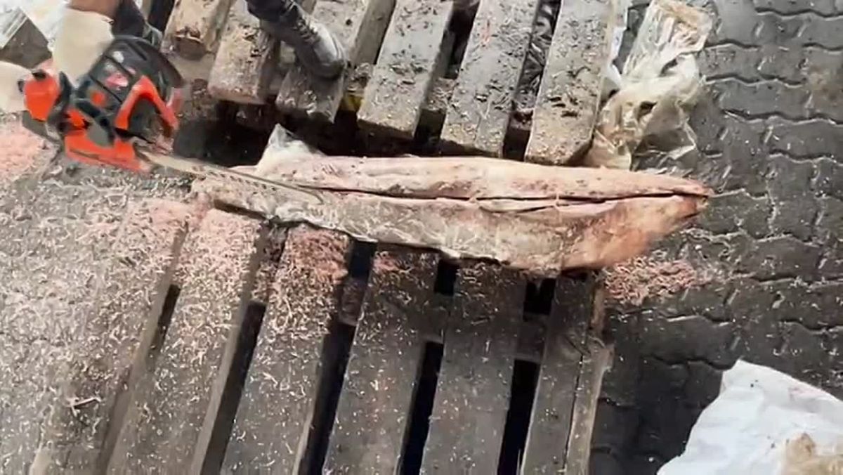 В Петербурге обнаружили полтонны кокаина, спрятанных в тушки замороженных тунцов. Как сообщила ФСБ, наркотики были найдены на территории одного из контейнерных терминалов в морском порту «Большой порт Санкт-Петербург»
