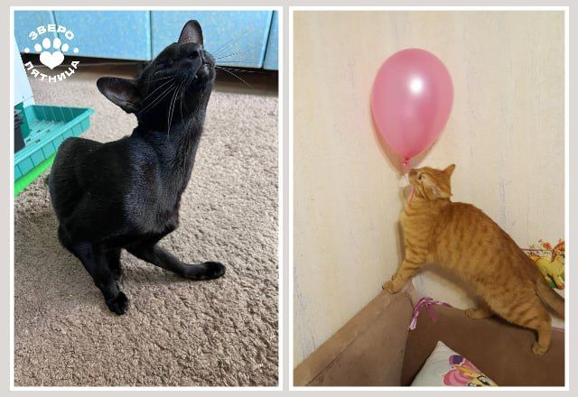 Сегодня мы празднуем День тайной дружбы Сегодня мы празднуем День тайной дружбы