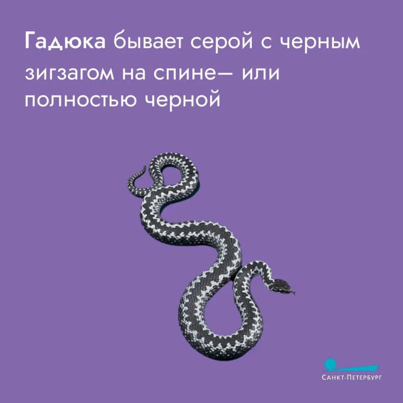 Любите прогулки на природе? Любите и встречи с «местными жителями» Любите прогулки на природе? Любите и встречи с «местными жителями»
