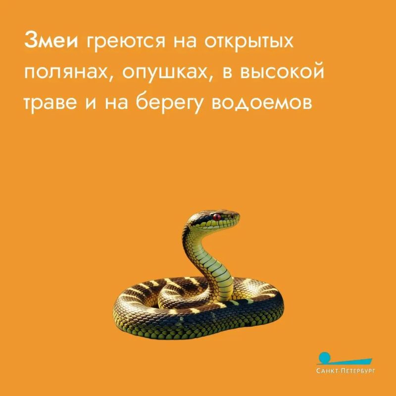 Любите прогулки на природе? Любите и встречи с «местными жителями» Любите прогулки на природе? Любите и встречи с «местными жителями»
