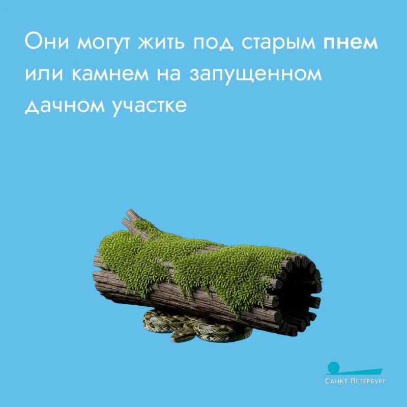 Любите прогулки на природе? Любите и встречи с «местными жителями» Любите прогулки на природе? Любите и встречи с «местными жителями»