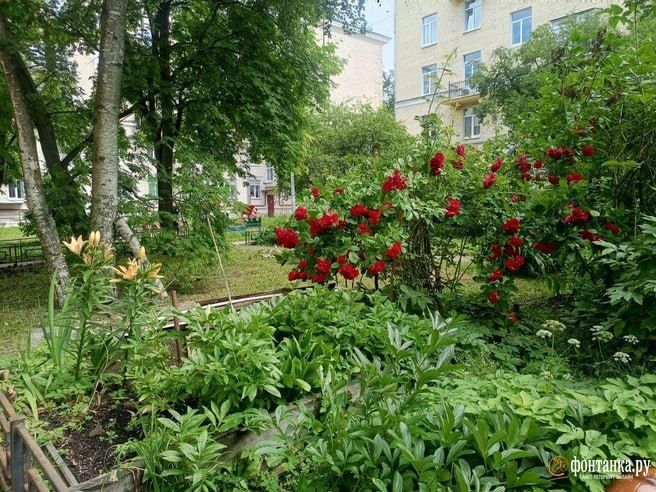 Оазис остается. В МО «Гавань» обсудили варианты компромисса благоустройства двора на Гаванской