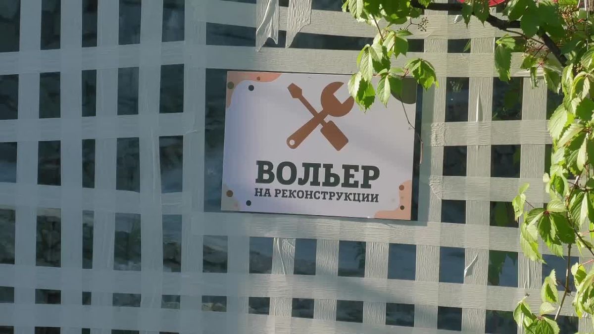 В Ленинградском зоопарке показали новую обитательницу – амурскую тигрицу Агафью