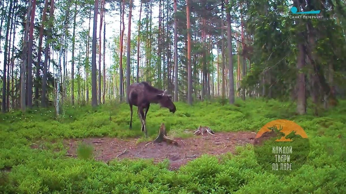 Лиса в Ленобласти напугала лося