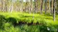 Маленький лосёнок устроил водные игры в Нижне-Свирском заповеднике
