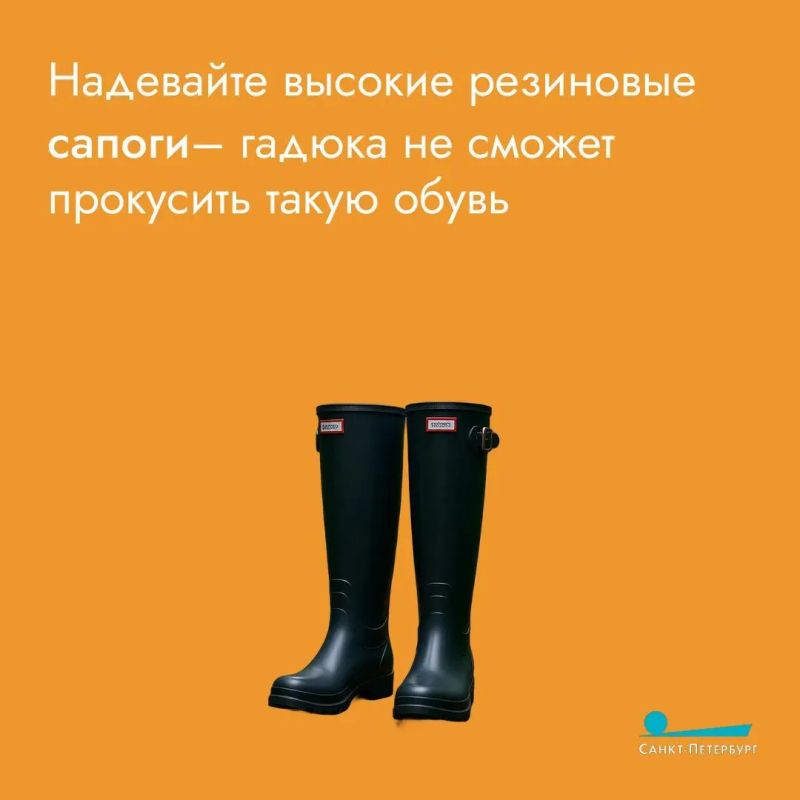 Пресмыкающиеся любят высокую траву – в ней можно спрятаться Пресмыкающиеся любят высокую траву – в ней можно спрятаться