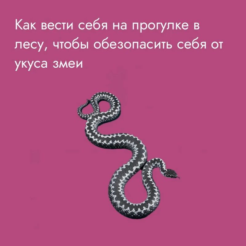 Пресмыкающиеся любят высокую траву – в ней можно спрятаться
