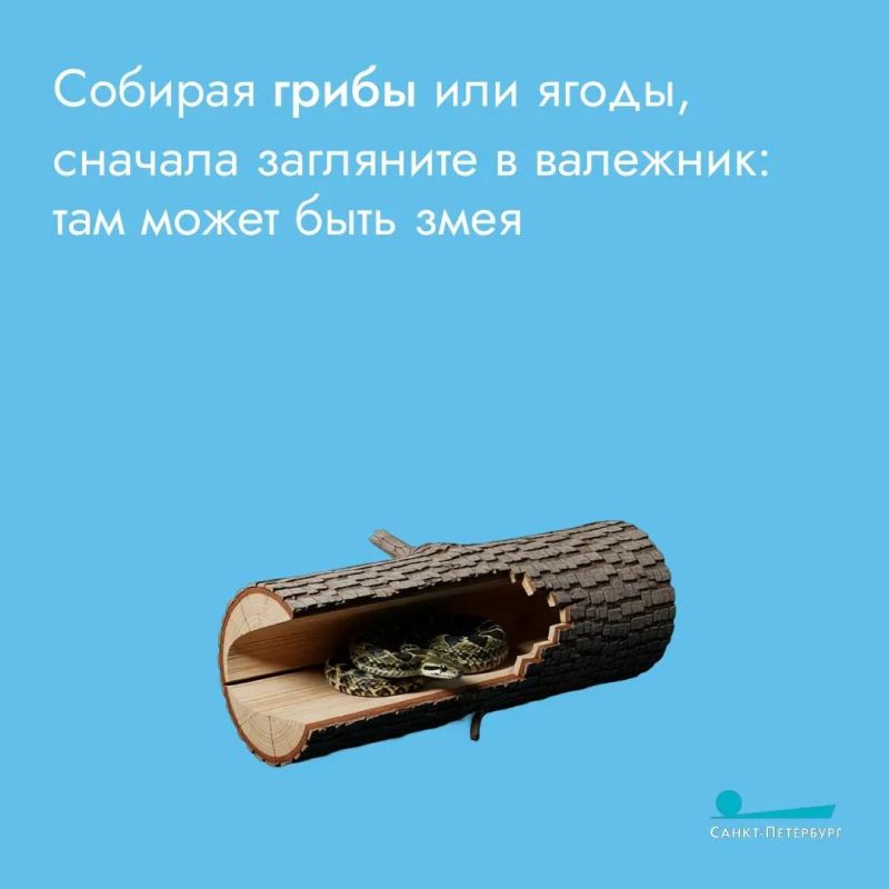 Пресмыкающиеся любят высокую траву – в ней можно спрятаться Пресмыкающиеся любят высокую траву – в ней можно спрятаться