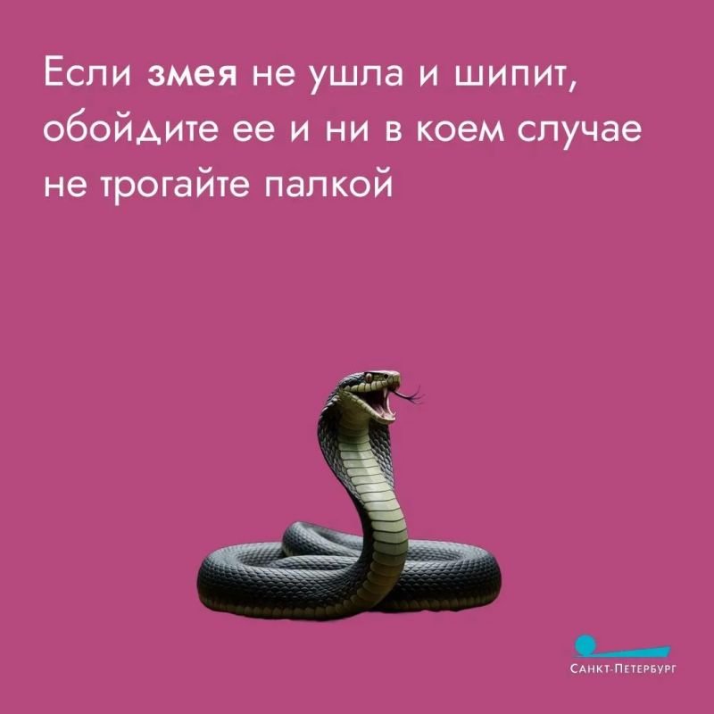Пресмыкающиеся любят высокую траву – в ней можно спрятаться Пресмыкающиеся любят высокую траву – в ней можно спрятаться