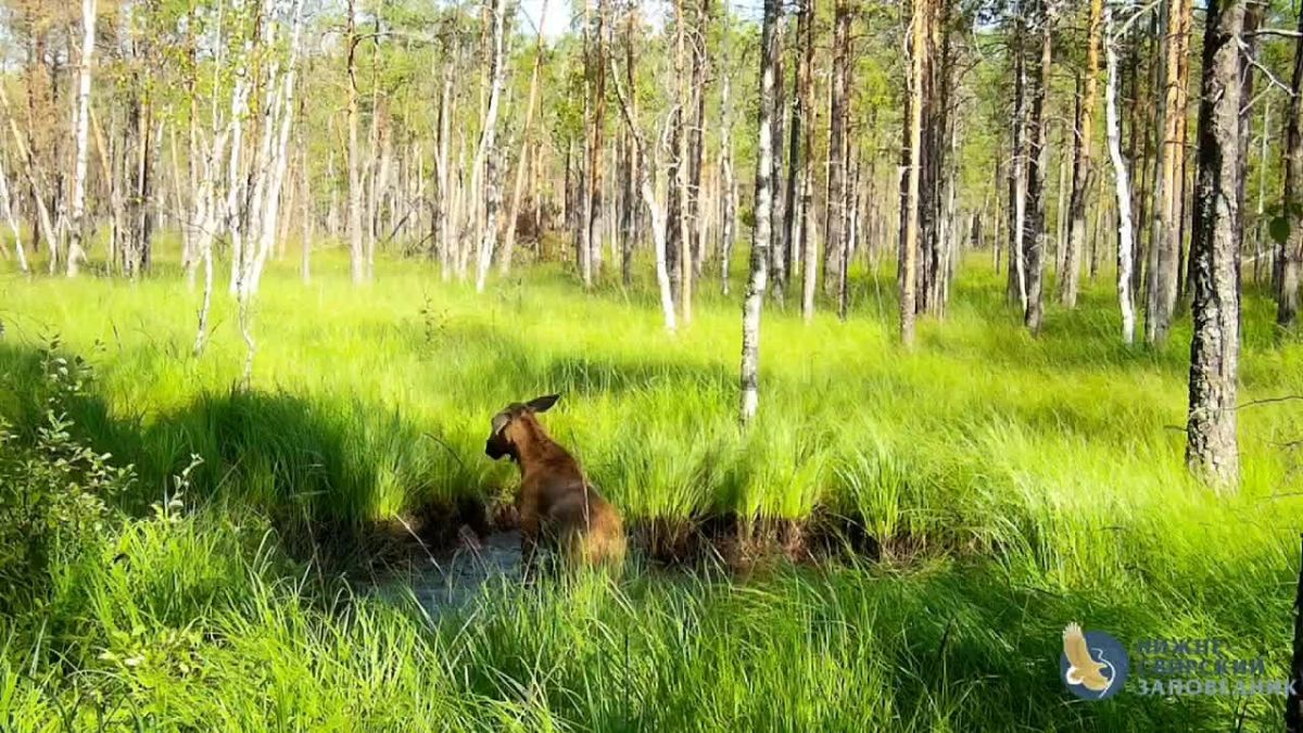 В каждом маленьком ребёнке – и в мальчишке, и в лосёнке…