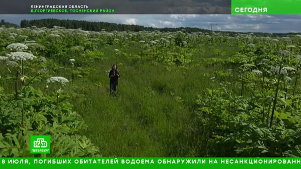 С больной головы на здоровую