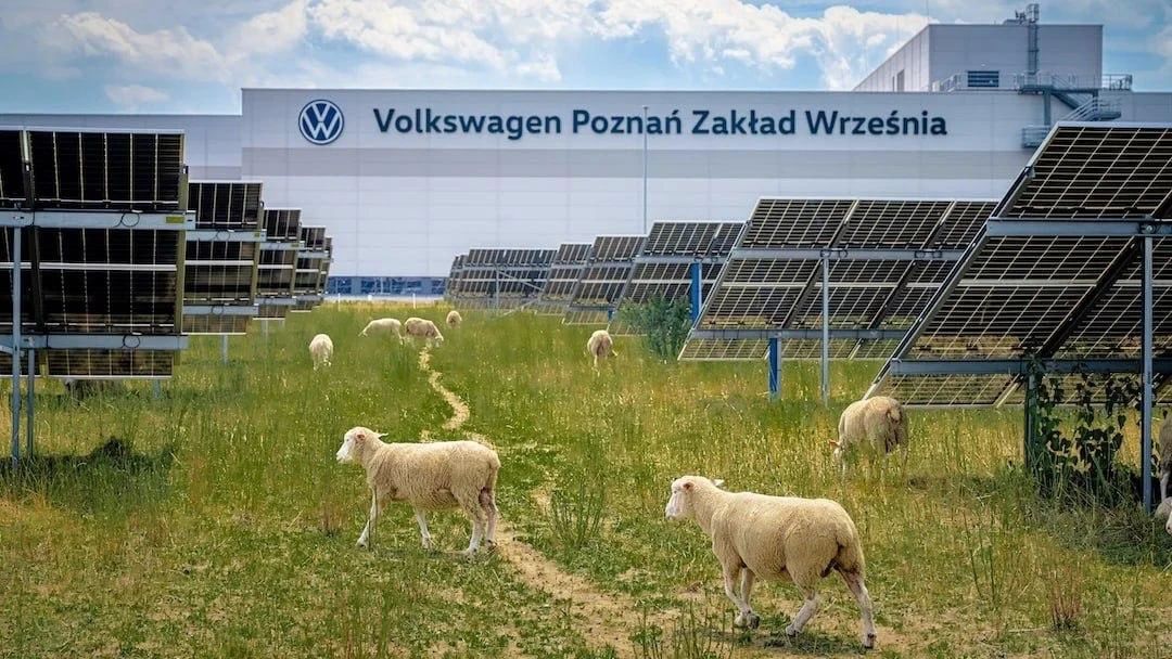 Volkswagen нанял 100 овец вместо газонокосилок Volkswagen нанял 100 овец вместо газонокосилок