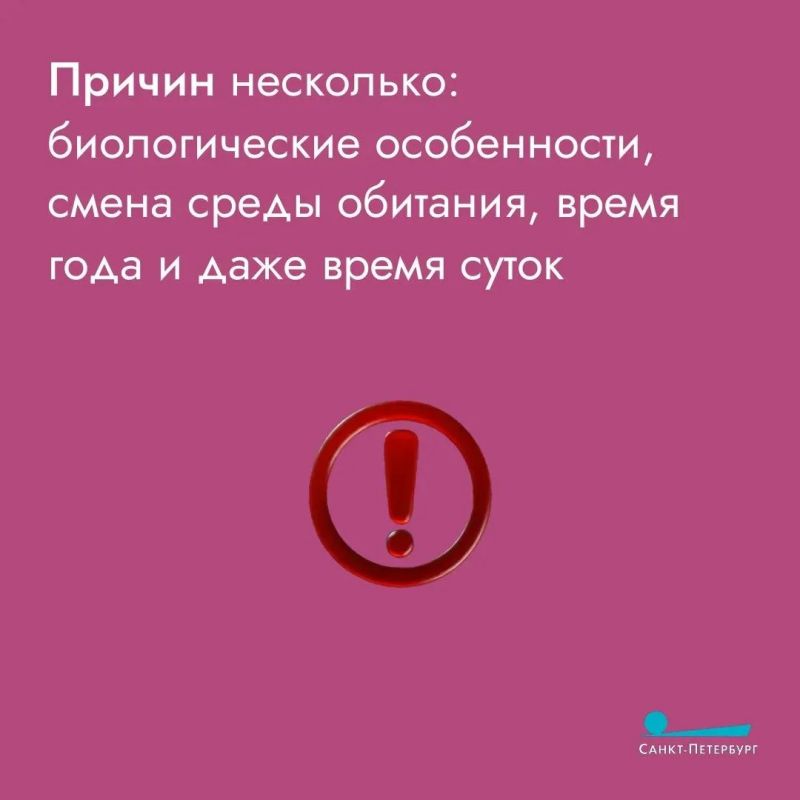 Вы хоть раз встречали лося в городе? С петербуржцами это случается довольно часто, особенно в начале лета Вы хоть раз встречали лося в городе? С петербуржцами это случается довольно часто, особенно в начале лета