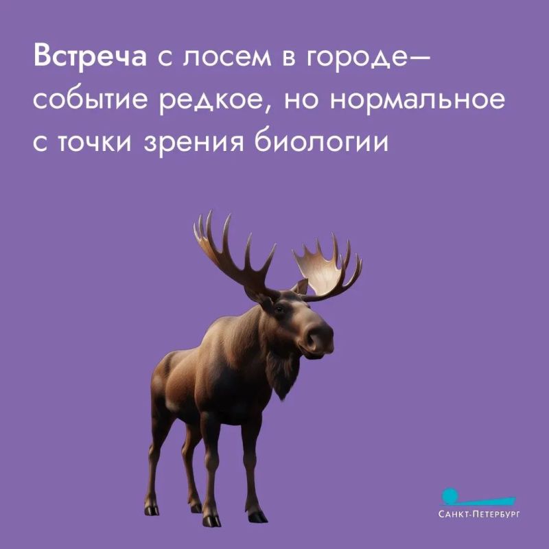 Вы хоть раз встречали лося в городе? С петербуржцами это случается довольно часто, особенно в начале лета Вы хоть раз встречали лося в городе? С петербуржцами это случается довольно часто, особенно в начале лета