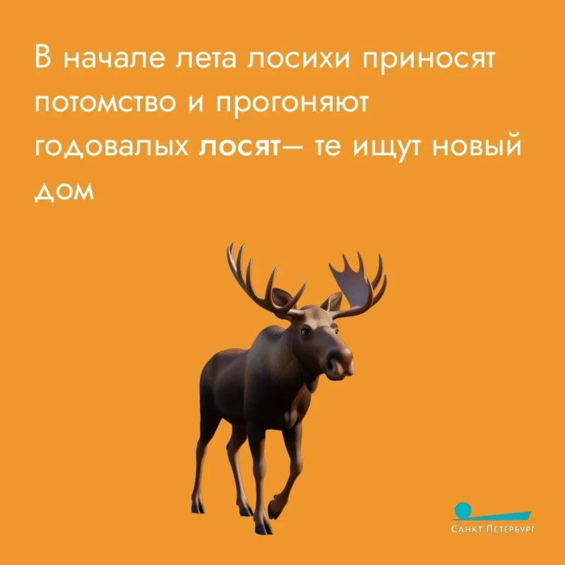 Вы хоть раз встречали лося в городе? С петербуржцами это случается довольно часто, особенно в начале лета Вы хоть раз встречали лося в городе? С петербуржцами это случается довольно часто, особенно в начале лета