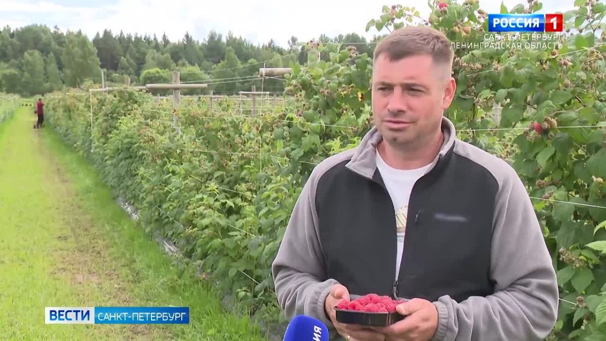 В Ленобласти показали, как выращивают клубнику и малину
