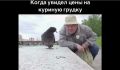 Бензин подорожал? Готовьтесь к шок-ценам на курицу