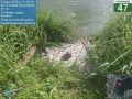 Эконадзор не нашёл загрязнений в Аннинском озере, где массово погибла рыба