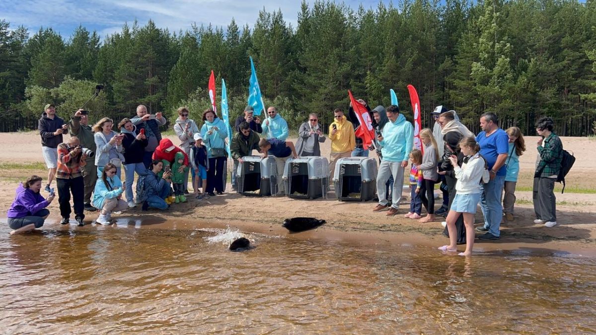 Трех краснокнижных нерп выпустили в Ладогу после реабилитации Трех краснокнижных нерп выпустили в Ладогу после реабилитации