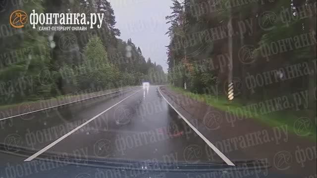 В Зеленогорске легковой автомобиль сбил молодого лося, перебегавшего дорогу