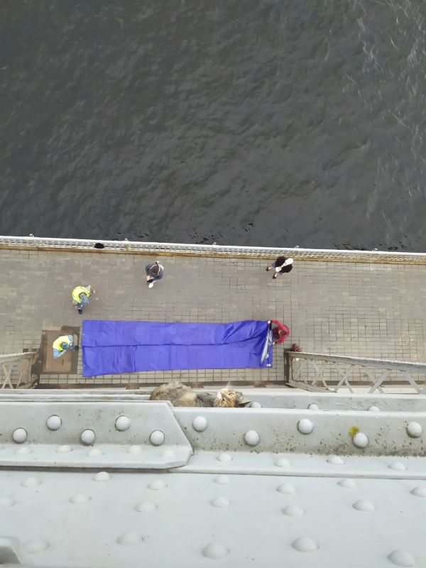 В Петербурге волонтеры спасли кошку с нижней балки Большеохтинского моста В Петербурге волонтеры спасли кошку с нижней балки Большеохтинского моста