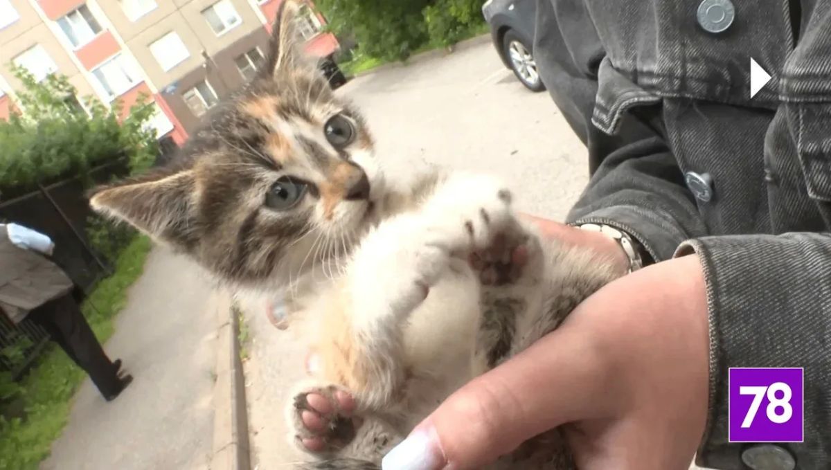 Наша съёмочная группа поучаствовала в спасении котёнка Наша съёмочная группа поучаствовала в спасении котёнка