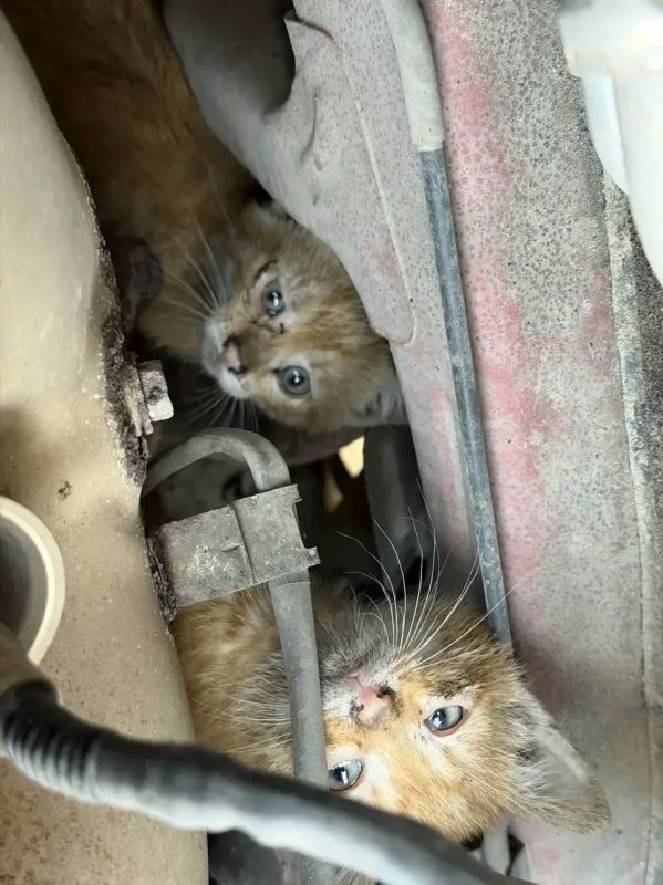 Котята залезли под капот машины на Энергетиков