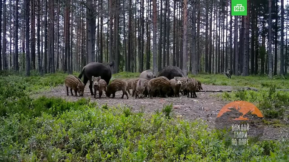 Лось случайно напугал семейство кабанов и сам пришел в замешательство от случившегося