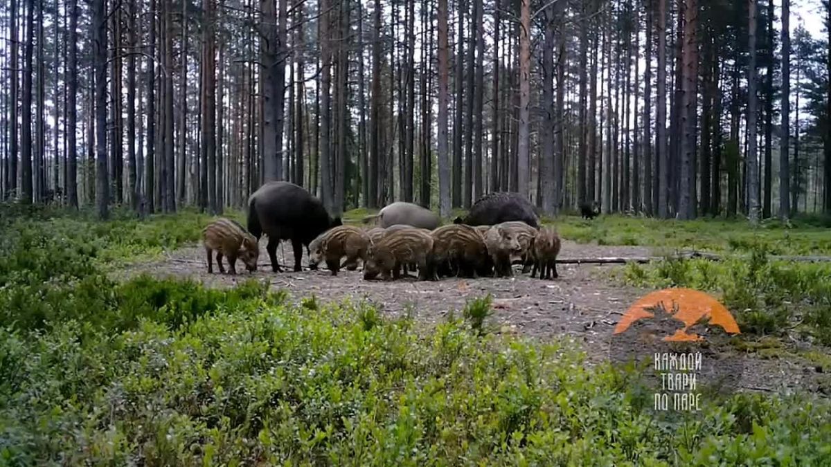 В Ленобласти лось случайно напугал стадо кабанов с малышами