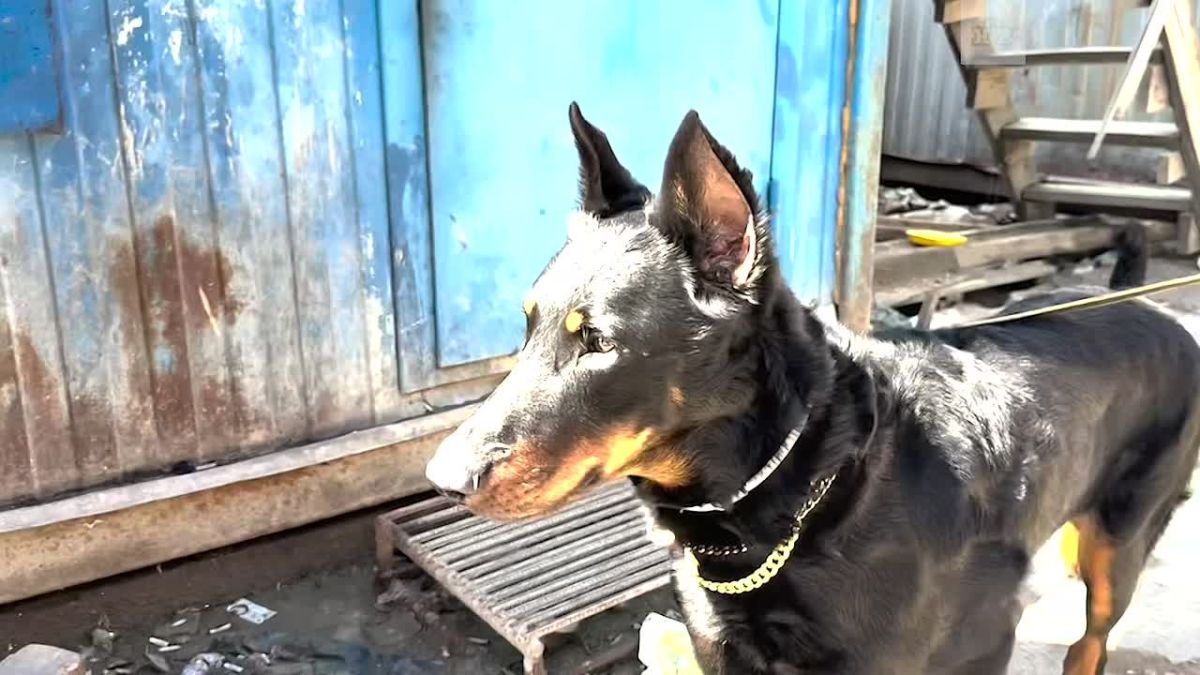 Полицейские и сотрудники ФСБ искали нарушителей в Московском районе Петербурга и Ломоносовском районе Ленобласти