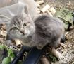 Рубрика «Будни солдата».. Разбавим ленту фронтовыми котиками! Два майора Два майора в ВК
