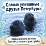 Философ и непоседа: как нерпы Крошик и Шлиссик покорили Репино