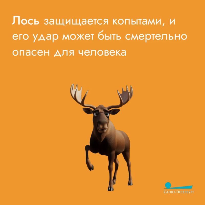Лоси часто выходят на дороги и в городские районы в поисках пищи, что создает серьезную опасность для водителей и пешеходов Лоси часто выходят на дороги и в городские районы в поисках пищи, что создает серьезную опасность для водителей и пешеходов