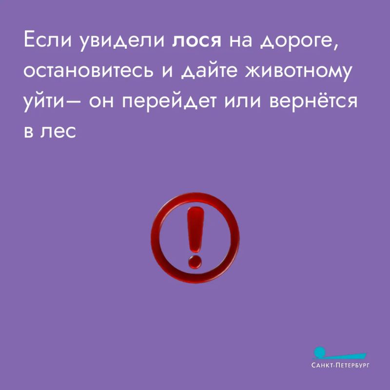 Лоси часто выходят на дороги и в городские районы в поисках пищи, что создает серьезную опасность для водителей и пешеходов Лоси часто выходят на дороги и в городские районы в поисках пищи, что создает серьезную опасность для водителей и пешеходов