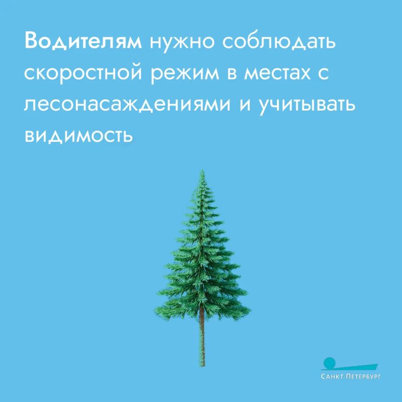 Лоси часто выходят на дороги и в городские районы в поисках пищи, что создает серьезную опасность для водителей и пешеходов Лоси часто выходят на дороги и в городские районы в поисках пищи, что создает серьезную опасность для водителей и пешеходов