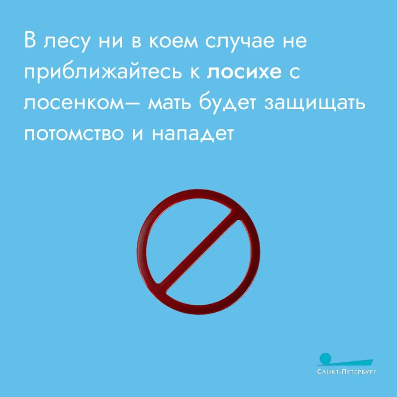 Лоси часто выходят на дороги и в городские районы в поисках пищи, что создает серьезную опасность для водителей и пешеходов Лоси часто выходят на дороги и в городские районы в поисках пищи, что создает серьезную опасность для водителей и пешеходов