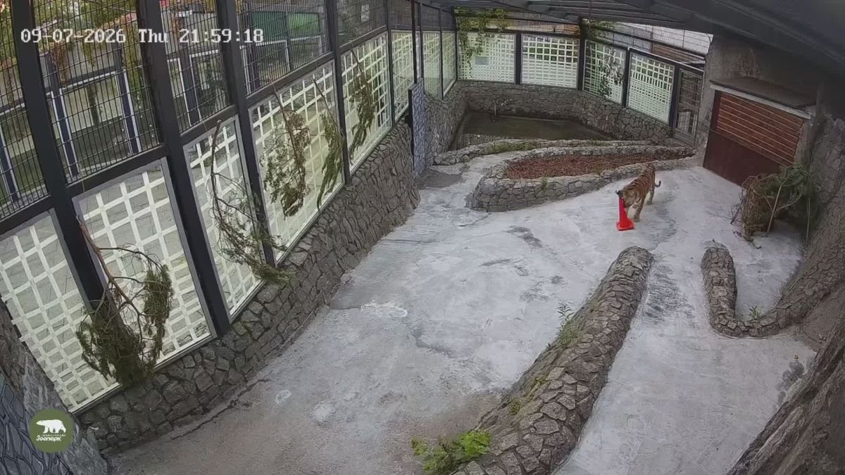 Ленинградский зоопарк показал, как тигрица Агафья адаптируется к новому дому
