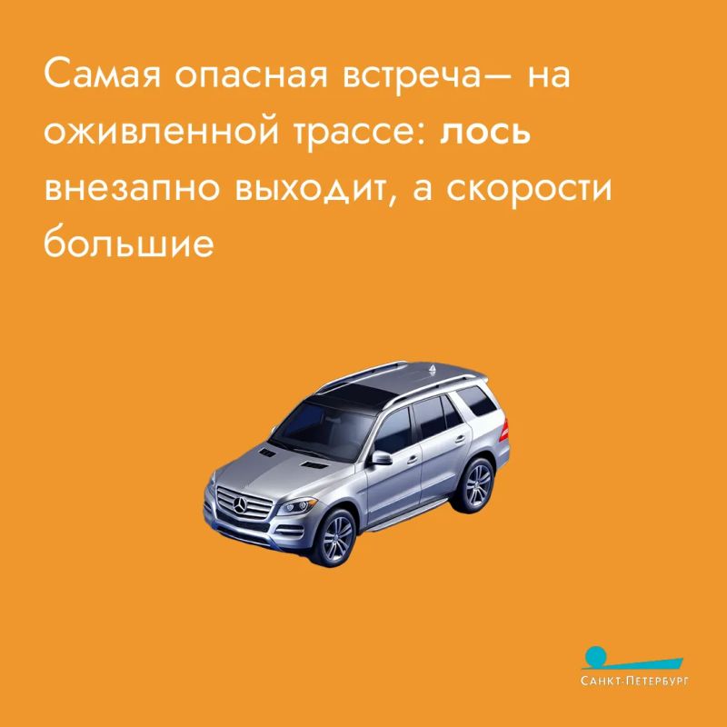 Лоси часто выходят на дороги и в городские районы в поисках пищи, что создает серьезную опасность для водителей и пешеходов Лоси часто выходят на дороги и в городские районы в поисках пищи, что создает серьезную опасность для водителей и пешеходов