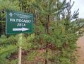 Ленобласть вошла в тройку лидеров СЗФО по лесовосстановлению